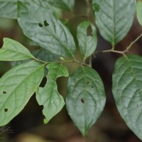 Diospyros sylvatica Roxb.
